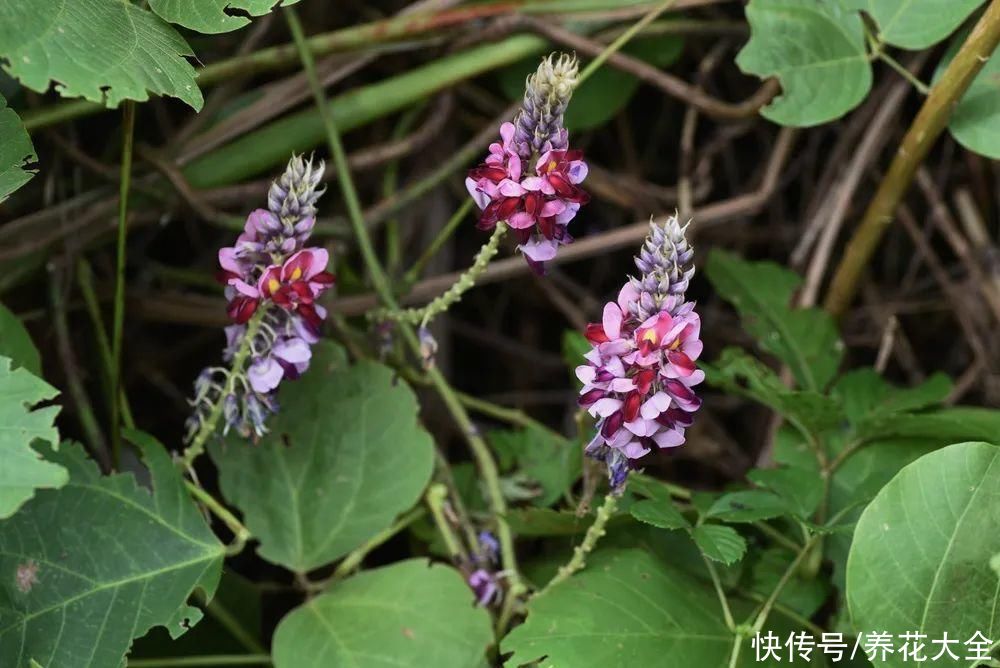 农村8种草，是“下火”药草，现在越挖越少