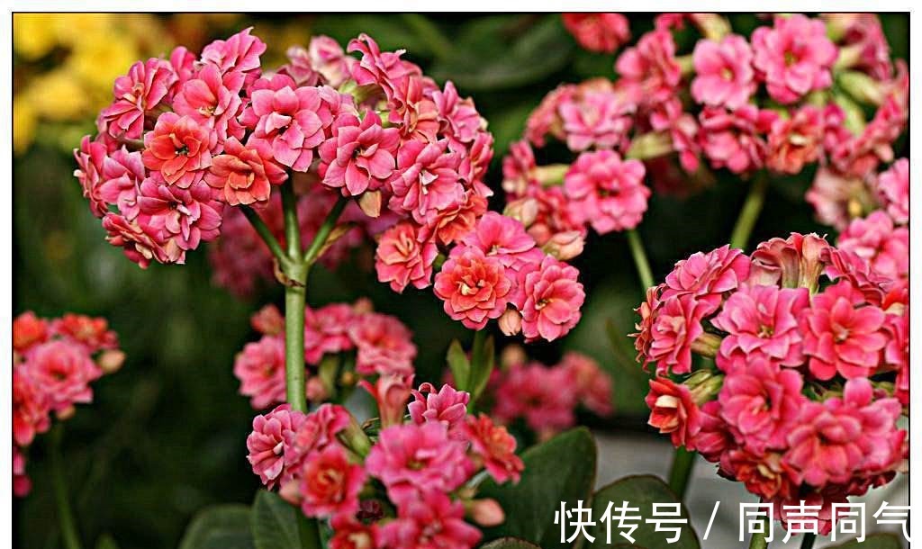 寓意|家里养花,3种花别乱“送人”!尤其是第1种,“招财”又养人