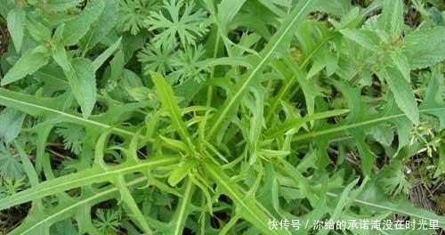 药用价值|农村这4种野菜,不仅好吃,还有很高的药用价值,你吃过几种呢?