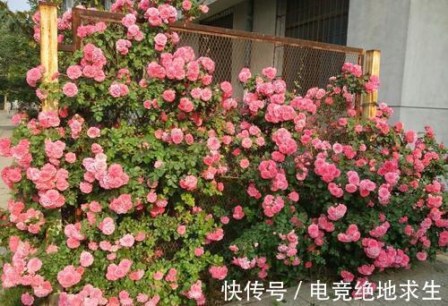 天冷后，9种花要“少水、断粮”，不然难过冬