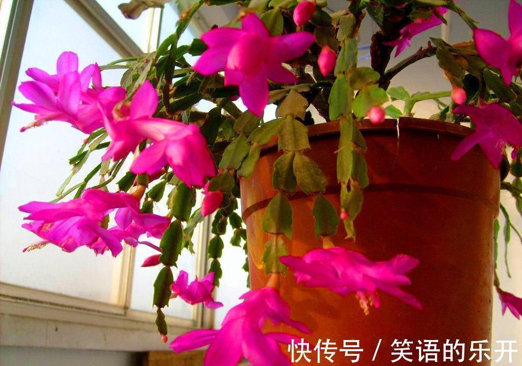 积水|适合“干养”的11种花,天冷更加要控水,不然难过冬