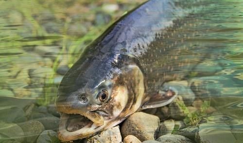 东北知青回忆：老乡教“鱼梁子”捕鱼，一晚上数千条，导致鱼绝种