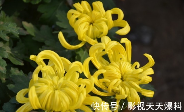 秋天4种花别着急“修剪”,当年长得枝条都是花,剪了就不开花!