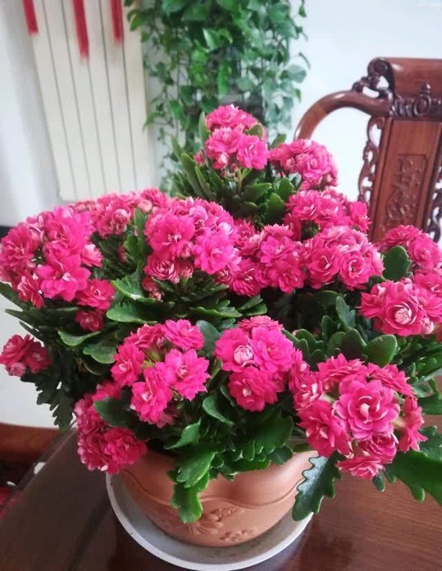 忌讳|用磷酸二氢钾促花,有“3忌”要避免,已被“证实”用错难开花