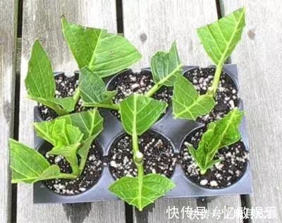 枝条|养花爱好者看过来这15种花现在“扦插”,生根快,一个周就长芽