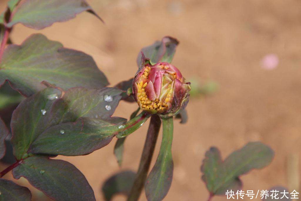 新买来的花，一上来就晒，花苞全掉光