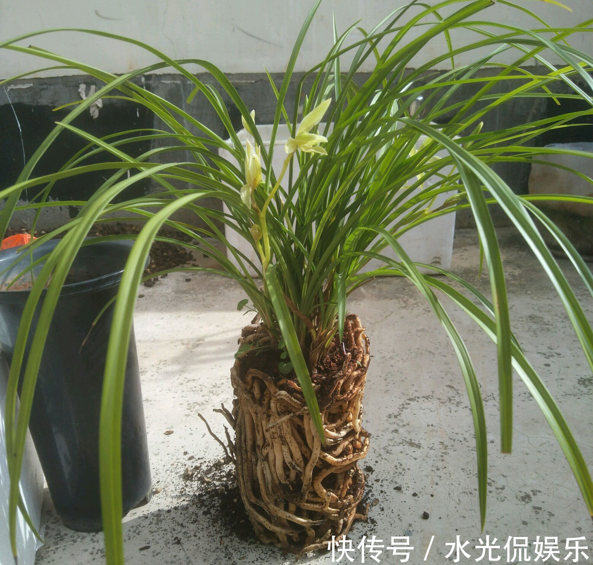 植料|新手养兰花，把握几个关键点，兰花不黄叶烂根易出水晶头