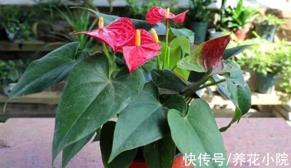 7种漂亮花,家里阳光少也能养,光照太强反而长不好