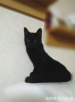 长颈狗|全球的猫都想屏蔽这个日本人,他到底做了多少沙雕手办?