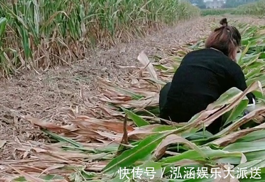 坚强|“全能宝妈”带娃收玉米两不误火了,所谓坚强,全靠硬扛