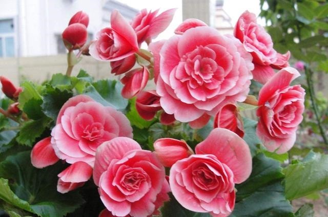 3种漂亮花，再“喜欢”也别贸然买，太难养，一般人根本养不活