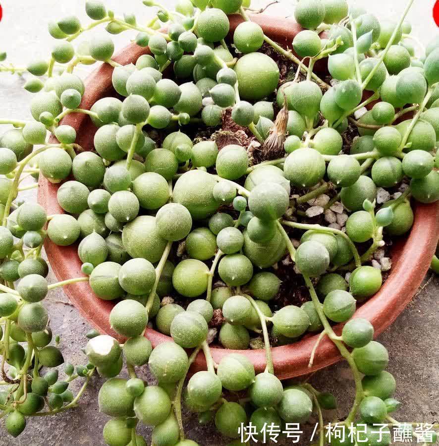 养多肉佛珠，用一个简单省心的方法，圆鼓鼓，几个月挤爆花盆