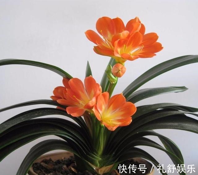 施肥|君子兰根系粗壮，花箭乱窜，多亏了这2步，现在实施时间正好！