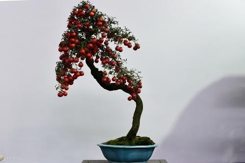 肥料|买盆景学问大，栽种环境、合适的树种，都要考虑周到，莫“踩坑”