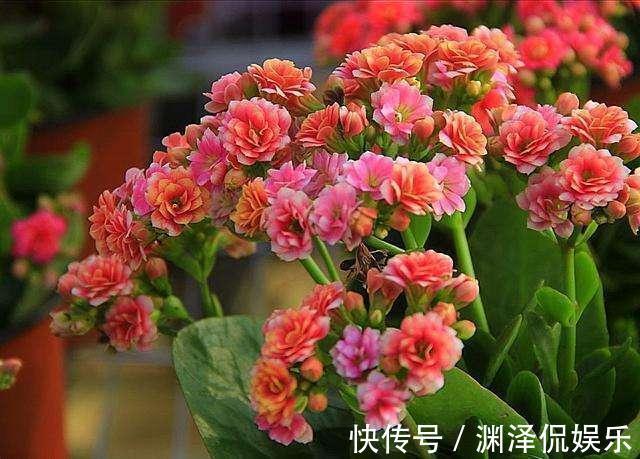 蟹爪兰|2种花，现在快扦插，冬天就开花，天寒地冻赏''春色''