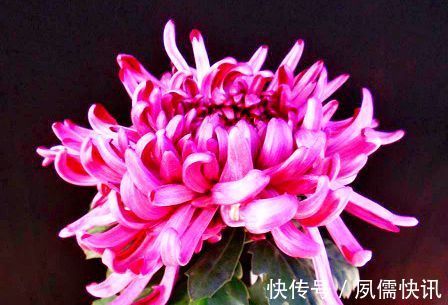 喜欢菊花，就养盆“菊中精品”东海の红，似玫红莲座，绚丽优雅