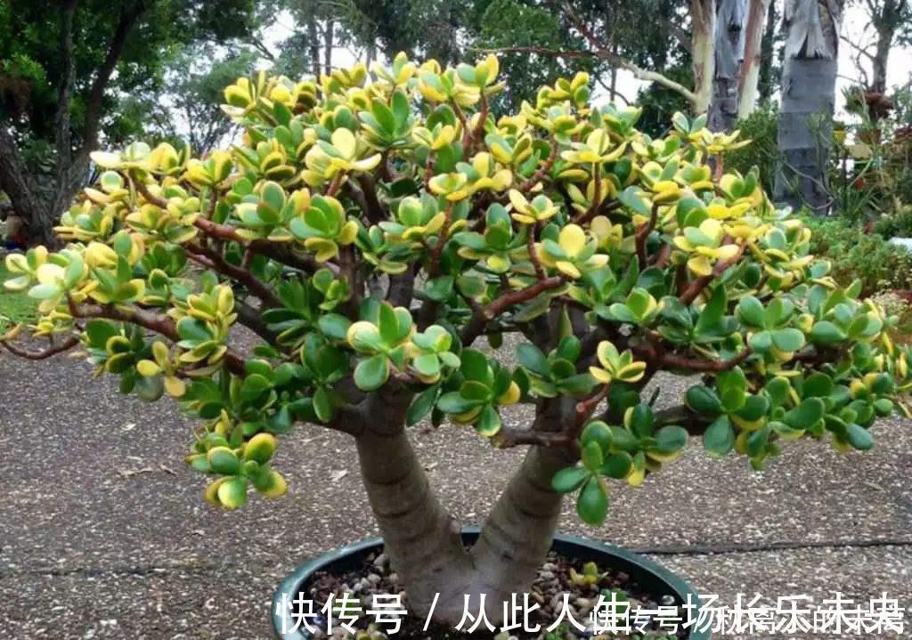 玉树|这6种植株,不浇水反而爆盆,新手赶紧养起来吧