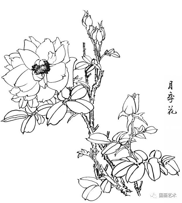  白描|花卉白描图谱选页分享