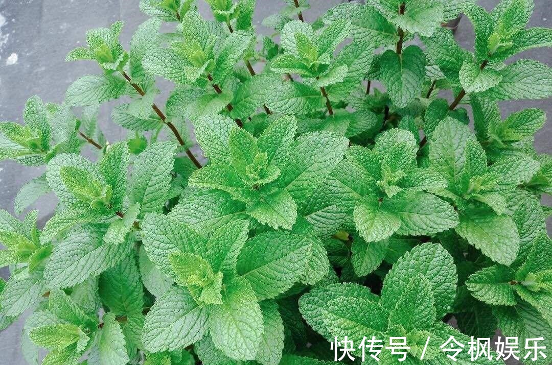 老中医最爱的8种花，一盆堪比小药箱，摘片叶子就能泡水喝！