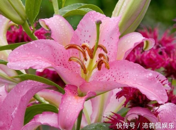 腐叶土|4种花养在家里，一整年都有好运气，开花漂亮财运来，一养就上瘾