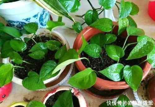 冬天也能扦插花,4种漂亮花,剪个枝插土里,明年一盆变多盆!