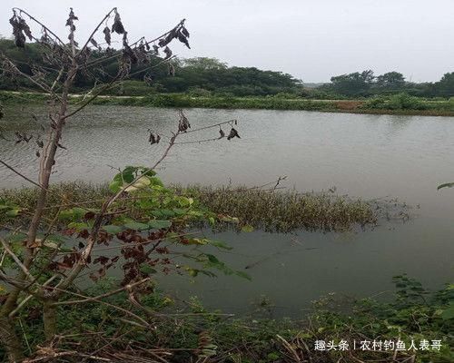 钓友们|夏季梅雨期降雨多难钓鱼，学会这三点技巧，梅雨期野钓不空军