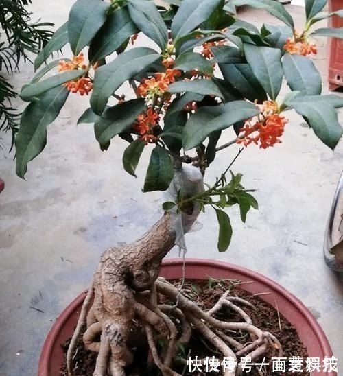 金枝玉叶|养3种树,越老越值钱,5年变老桩,盆盆都值2000元以上