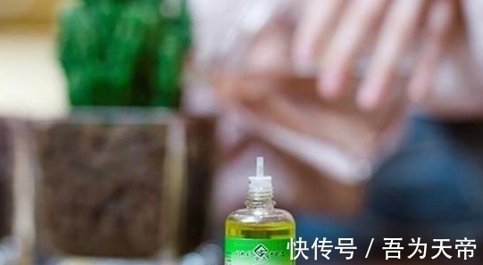 怎么提升扦插育苗的成功率?关键点全藏在这7步操作里