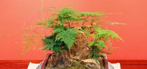  就要|书房就要养上5种花，实用风雅不落俗