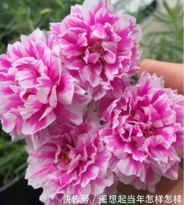 4种花养阳台,浇点水就狂开花,开成花海,比吊兰好养,你养了吗