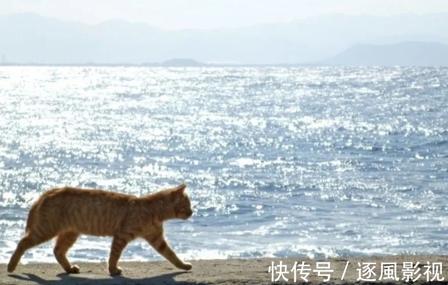 喵星人|日本怎么那么多撸猫圣地啊!