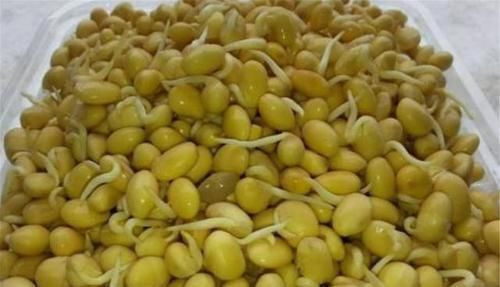 黄豆芽|有2种蔬菜发芽后不仅没“毒”,营养还更高,扔掉太可惜了