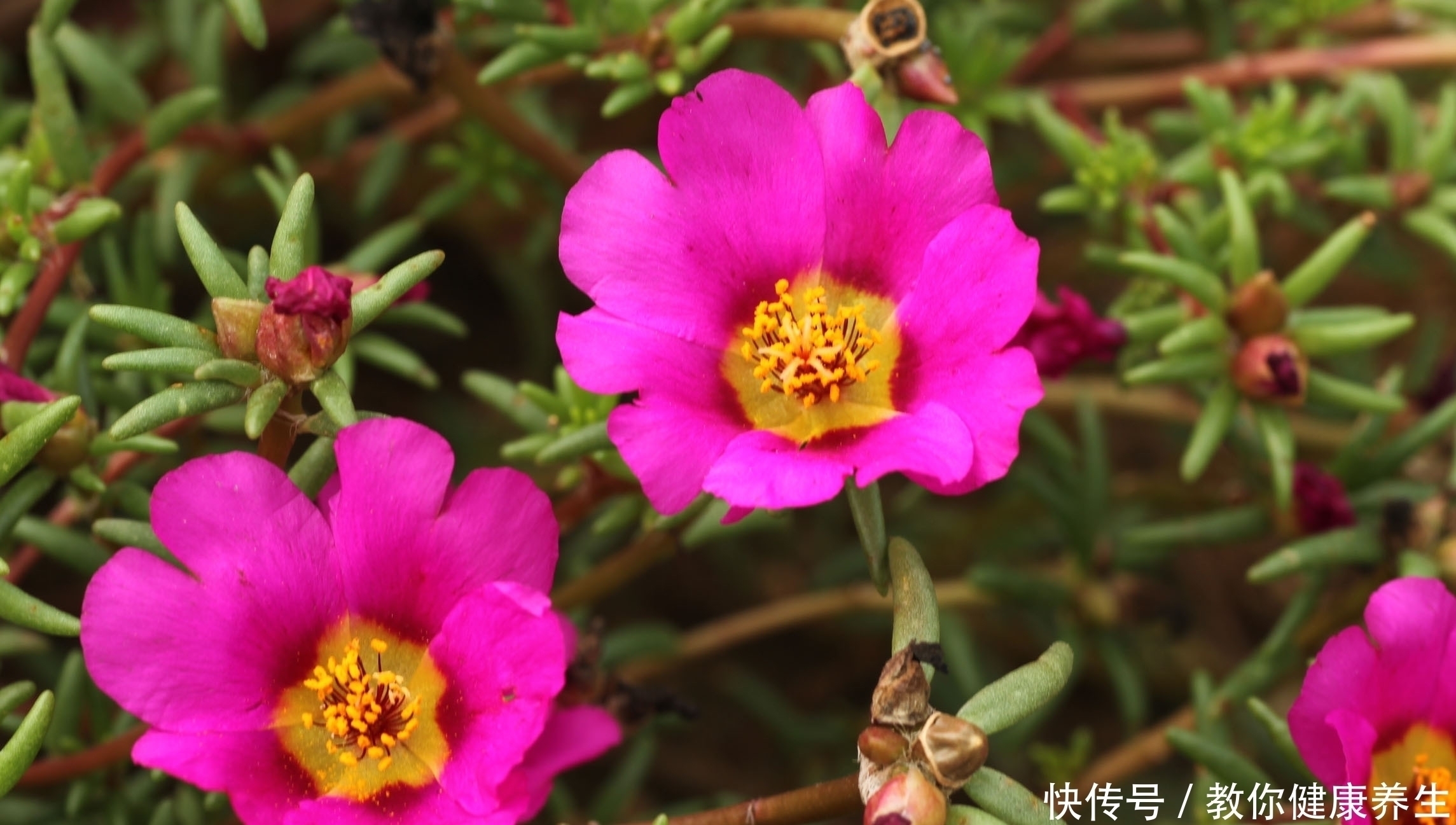 6月扦插走起,5种草花插一盆活一盆,成活就能爆花