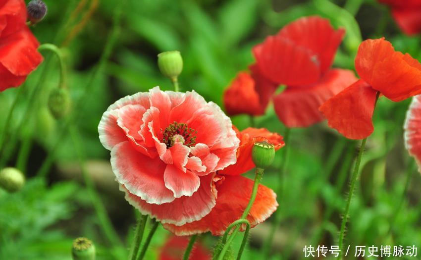 5种适合早春入手养殖的花卉,分享给大家,一起看一看