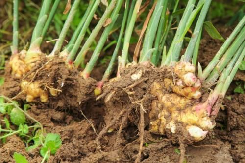 保存生姜很简单，姜农分享2个窍门，放一年不长芽，新鲜又饱满
