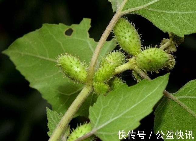 中毒|苍耳，随处可见的一种植物，你知道它的作用和禁忌吗