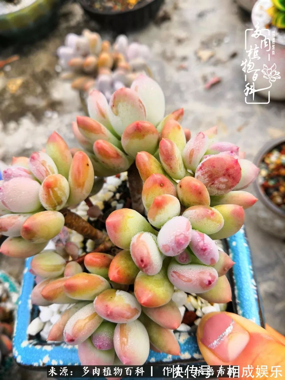 何以解忧,唯有多肉!目光所及,皆是喜欢!