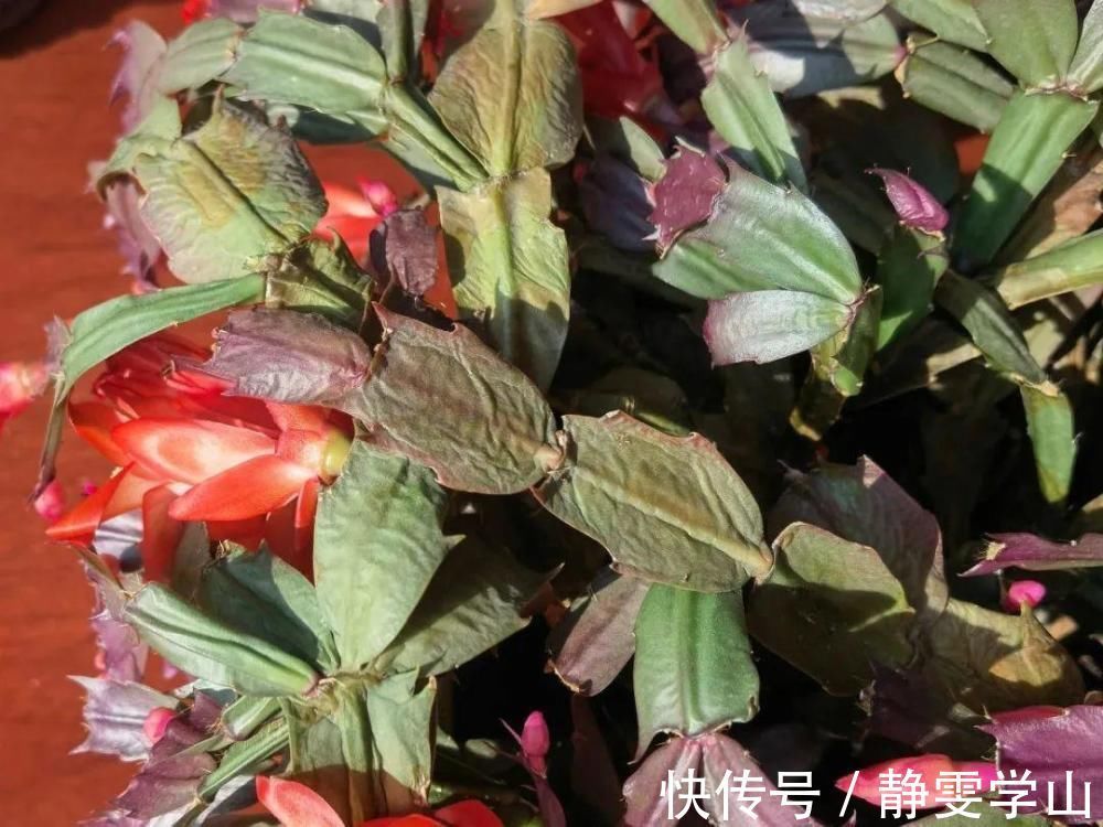 叶子|养护蟹爪兰，要注意8个要点，才能开出仙气飘飘花