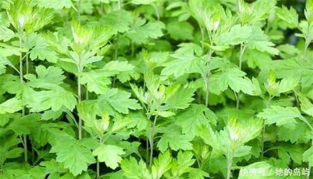 野草|农村这些植物野草，以前拿来当菜吃，如今很多年轻人都没见过！