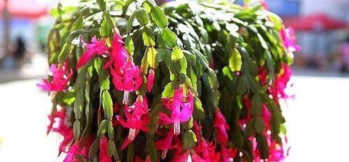 光照|养蟹爪兰做好三点,叶肥根壮,开花爆盆,养不好已成过去