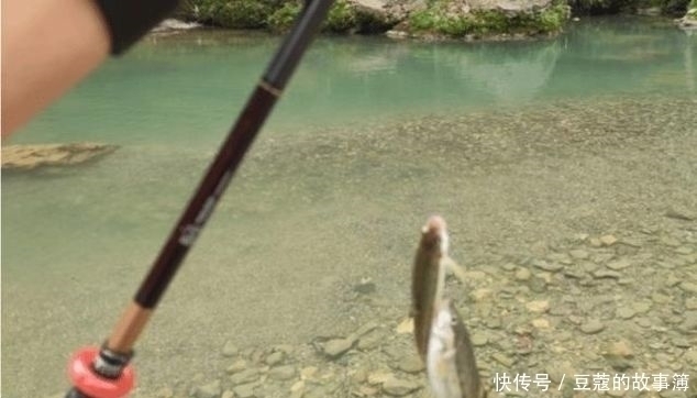 鱼鳞|世界上最古老的鱼类，深山老林才有，鱼鳞好吃，鱼肉自带香味
