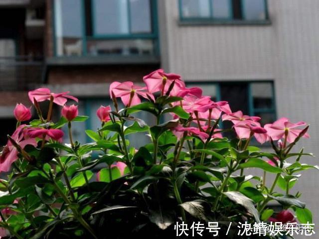 会长势|3种植物,越淋雨长得越快越好,叶更绿,花更美,爆盆快!