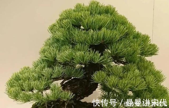 五针松盆景的6点养护技巧解析，知道了，养护五针松再也不发愁