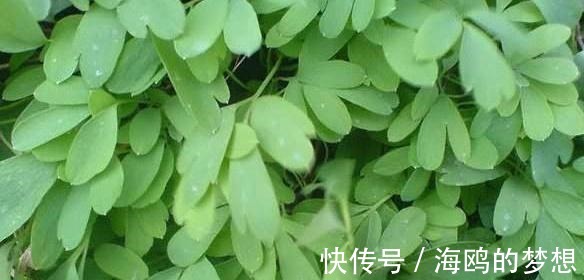 祛风|有一味不被重视的中药,一粒金丹,能祛风除湿、活血通络