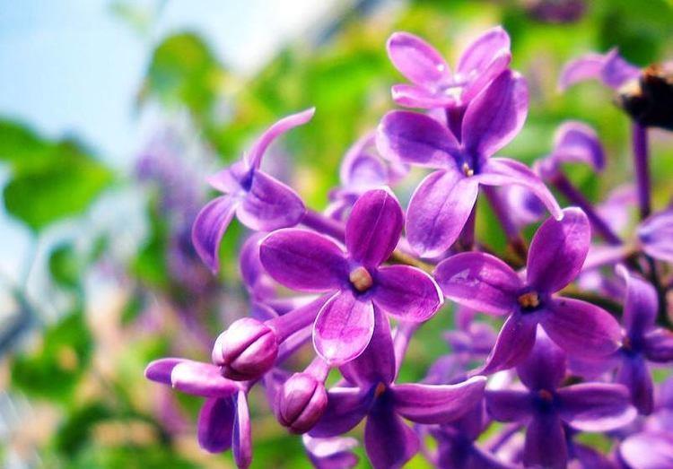 丁香花|8月9日-8月22日,庭院选这几款花,花艳香浓,花开美艳绝伦