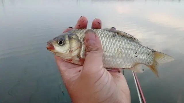 钓鲫鱼出现这七种漂相,都是鱼口,一抓一个准