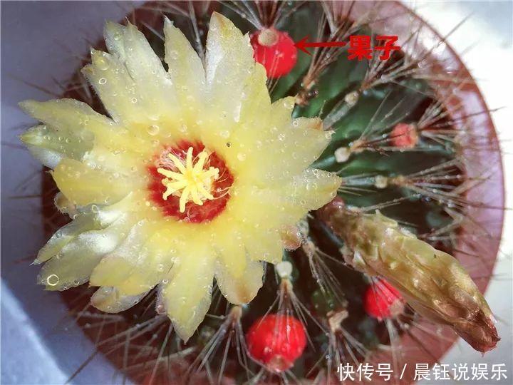 3种花不用“扦插”,花开完等俩月,半年变成“养花大户”!