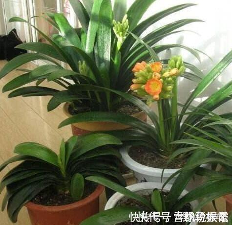 养花|家中常见一种料，花盆里放一勺，就是万能肥，养花非常赞，呼呼长