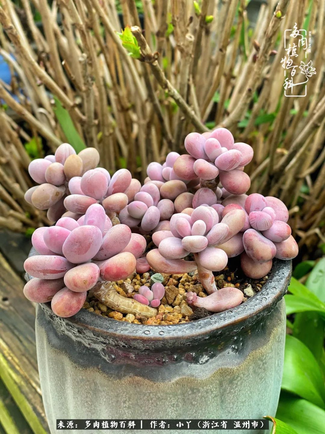 祖上无院家里无矿,一腔浪漫情怀付诸楼顶造花!