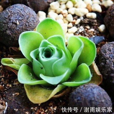 多肉植物|夏天多肉的3个“臭德行”,教你几个绝招,轻松度夏